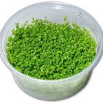 planta acuática montecarlo para gambario