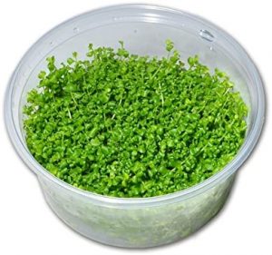 planta acuática montecarlo para gambario