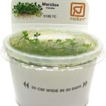 planta acuática marsilea crenata para gambario