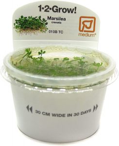 planta acuática marsilea crenata para gambario