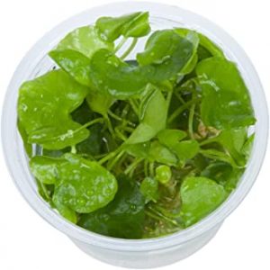 planta Nymphoides hydrophylla de Taiwán para gambario