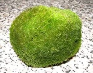 bola de musgo para gambario