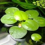 plantas flotantes para gambario Limnobium