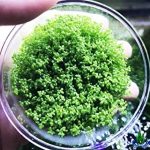 planta Hemianthus Callitrichoides para gambario