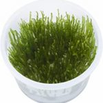 planta gambario