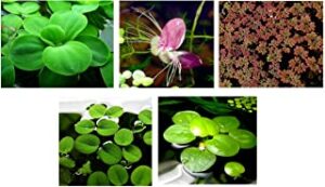 plantas flotantes para gambario