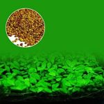 plantas-gambario-blaward-300x300