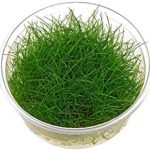 Planta para gambario Dwarf Hairgrass