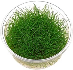 Planta para gambario Dwarf Hairgrass