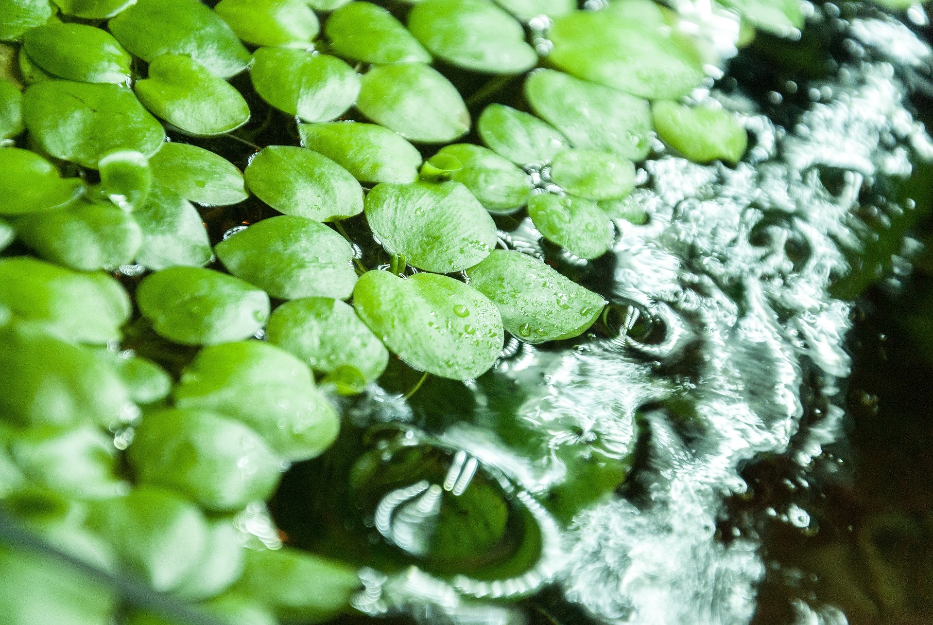 planta para gambario Limnobium laevigatum