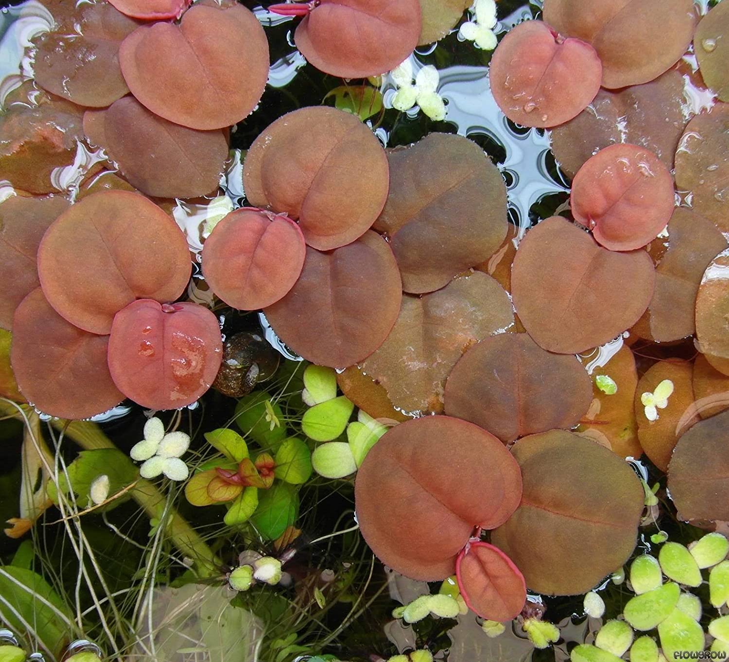 planta para gambario Phyllanthus Fluitans