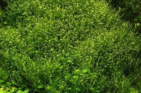 planta acuática riccia para gambarios