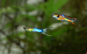 peces gambario pez arcoíris