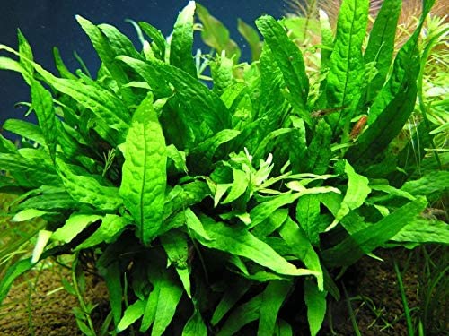 helecho de java planta acuática para gambario