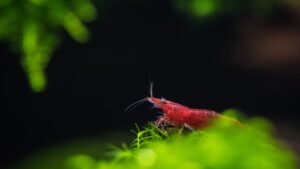 Gamba cereza en gambario