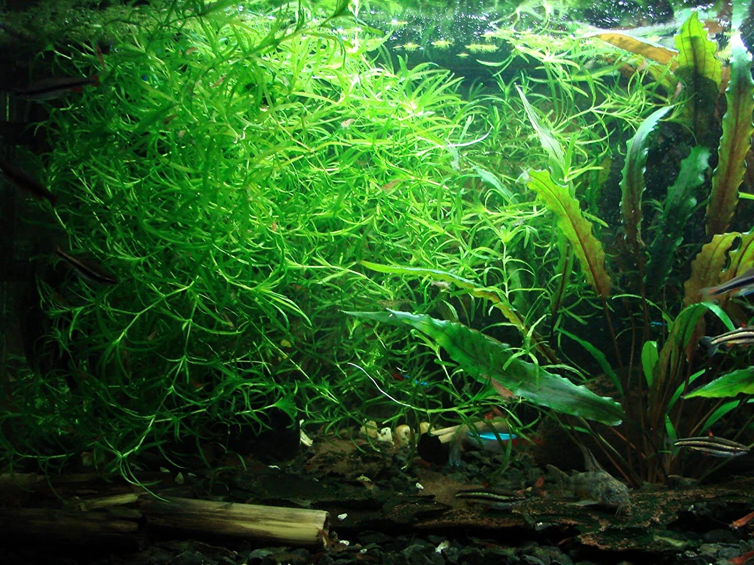 planta acuática najas para gambario