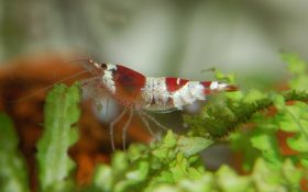 gambario con una gamba