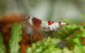 gamba nadando en gambario