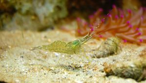 gambario con gamba fantasma